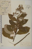 薄葉艾納香藏品圖，第1張