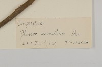 薄葉艾納香藏品圖，第3張