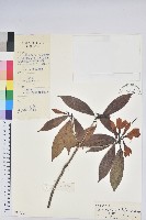 蒙自杜鵑花藏品圖，第1張