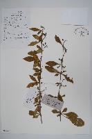 廬山小檗藏品圖，第1張