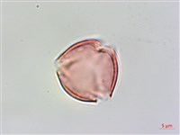 中華秋海棠藏品圖，第2張