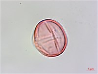 中華秋海棠藏品圖，第3張