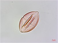 中華秋海棠藏品圖，第4張