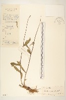 鬼苦苣菜藏品圖，第1張