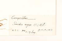 鬼苦苣菜藏品圖，第3張