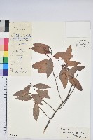 雲南越橘藏品圖，第1張