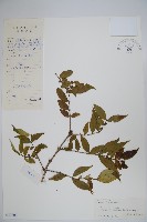 苦糖果藏品圖，第1張