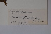 苦糖果藏品圖，第2張