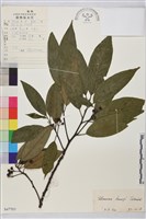 毛葉鼠李藏品圖，第1張