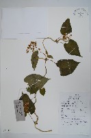 牛皮消藏品圖，第1張