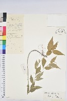 登錄號:S047711藏品圖，第1張