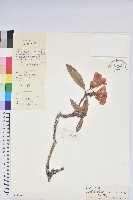 登錄號:S047714藏品圖，第1張