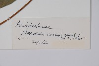 紅肉牛奶菜藏品圖，第2張