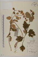 毛華菊藏品圖，第1張