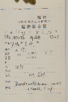 毛華菊藏品圖，第2張