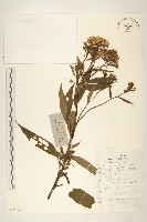 黃菀藏品圖，第1張