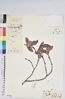 登錄號:S047738藏品圖，第1張