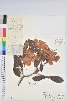 粗柄杜鵑花藏品圖，第1張