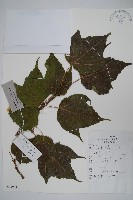 葛蘿槭藏品圖，第1張