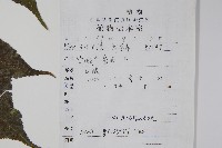 葛蘿槭藏品圖，第2張