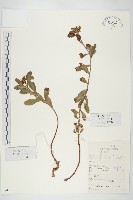 土三七藏品圖，第1張