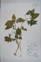 睫毛萼鳳仙花藏品圖，第1張