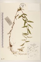 薄雪火絨草藏品圖，第1張