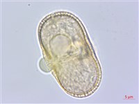 牛防風藏品圖，第1張