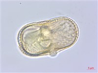 牛防風藏品圖，第2張