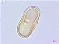 牛防風藏品圖，第3張