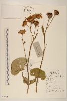 齒葉橐吾藏品圖，第1張