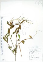 石吊蘭、吊石苣苔藏品圖，第1張