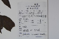 冇骨消藏品圖，第2張