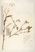 毛蓮菜藏品圖，第1張