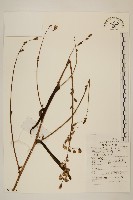 鵝仔草藏品圖，第1張