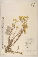 假秋鼠麴草藏品圖，第1張