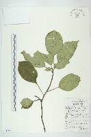 青莢葉藏品圖，第1張