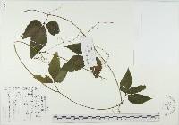 光葉絞股藍藏品圖，第1張