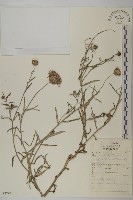 華薊藏品圖，第1張