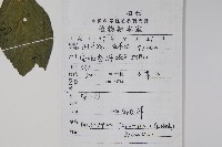 九頭獅子草藏品圖，第2張