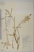 瞿麥藏品圖，第1張