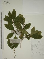 鈍齒鼠李藏品圖，第1張