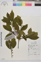 鈍齒鼠李藏品圖，第2張