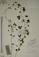 酢漿草藏品圖，第1張