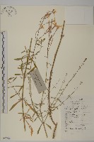 蠅子草藏品圖，第1張