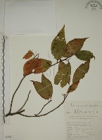 鈍齒鼠李藏品圖，第1張