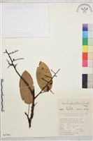 小勾兒茶藏品圖，第1張