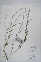 麥家公藏品圖，第1張