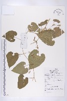 青牛膽藏品圖，第1張