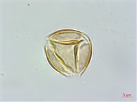 連翹、黃海棠、湖南連翹藏品圖，第1張